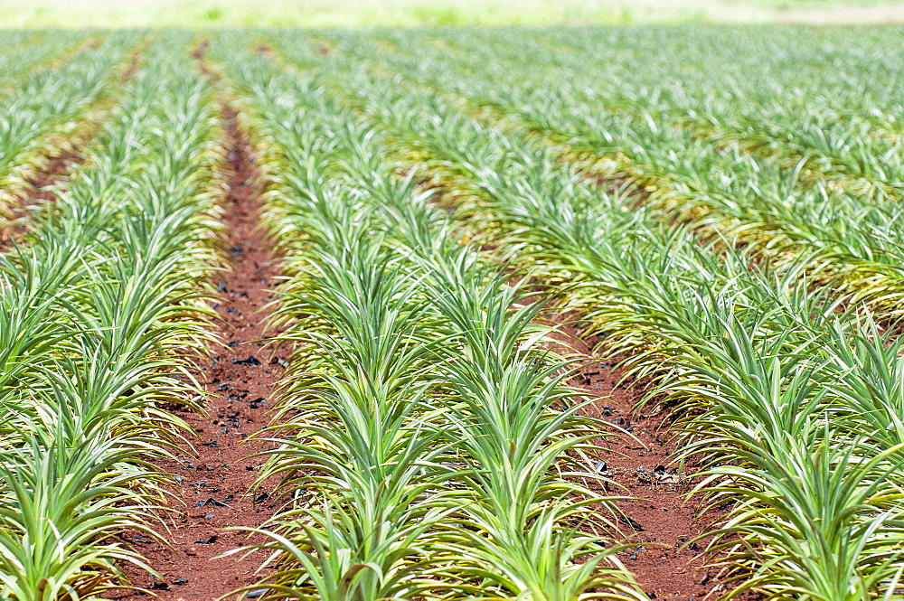 Pineapple plants, Dole Plantation, Wahiawa, Oahu, Hawaii, United States of America, Pacific