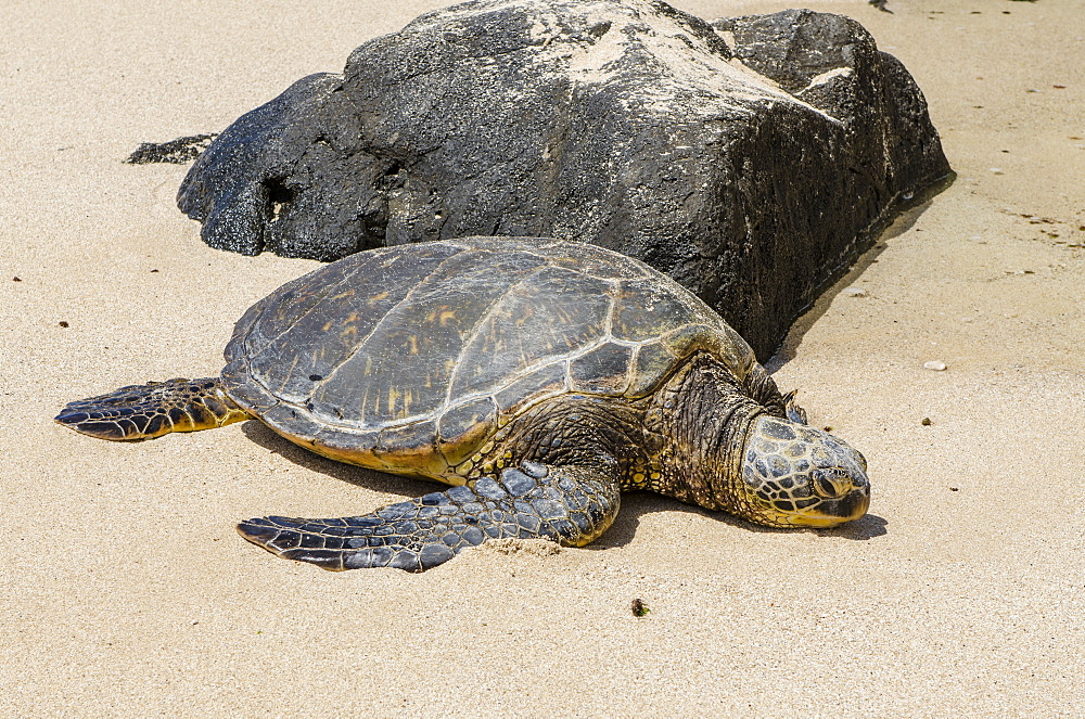 A green sea turtle (Chelonia mydas) on Laniakea Beach, North Shore, Oahu, Hawaii, United States of America, Pacific