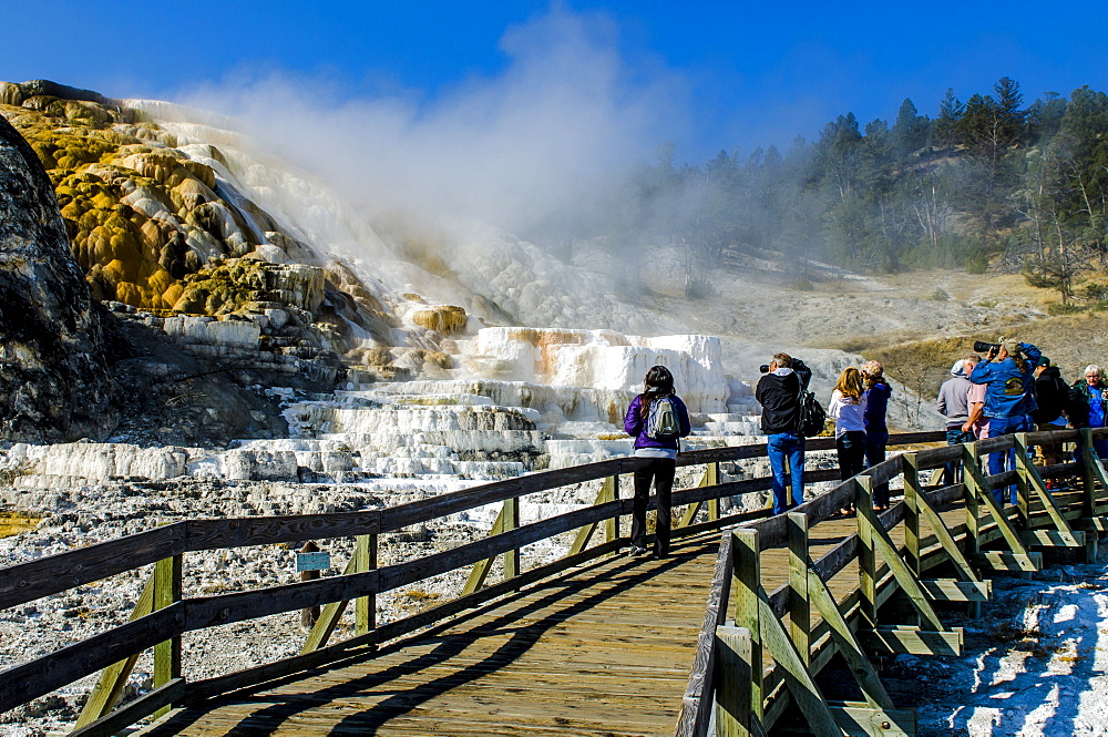 Mammoth Hot Springs terraces, Yellowstone National Park, UNESCO World Heritage Site, Wyoming, United States of America, North America