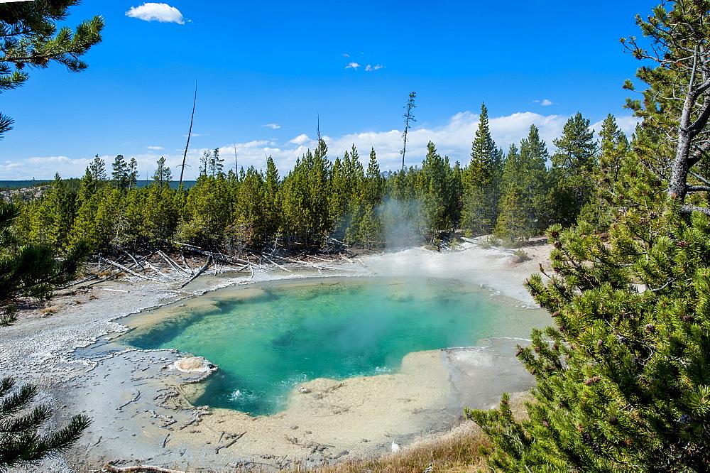 Emerald Spring in Norris Geyser Basin, Yellowstone National Park, UNESCO World Heritage Site, Wyoming, United States of America, North America