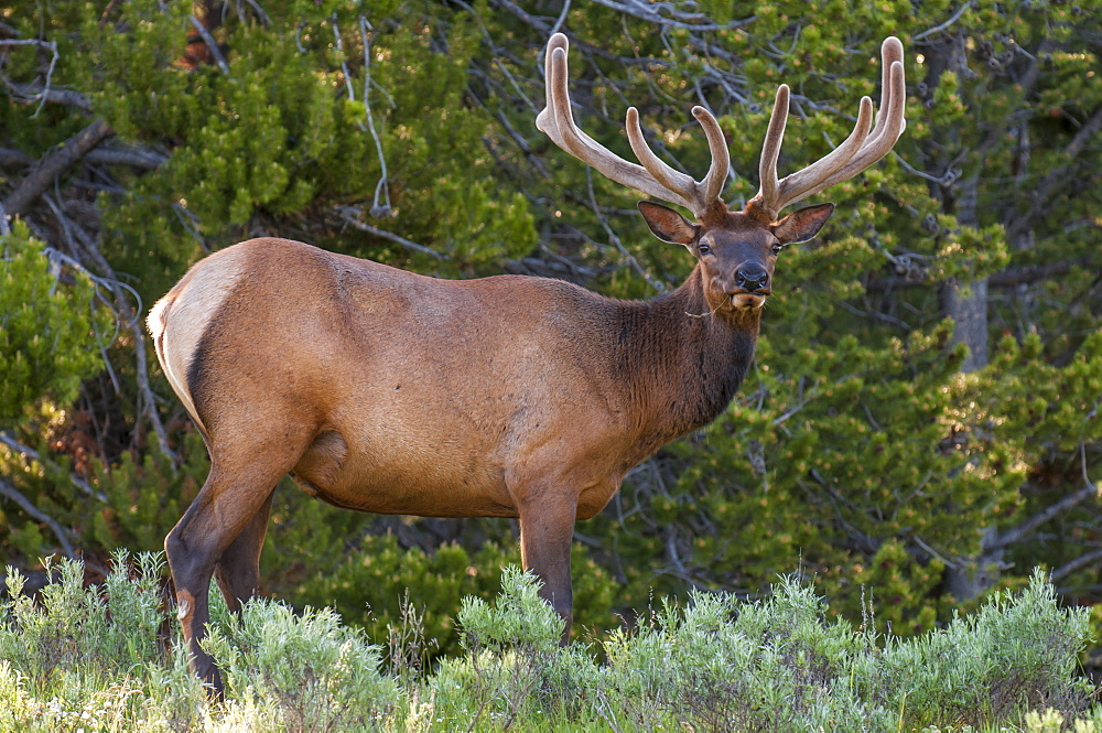 Elk (Cervus canadensis) near Lake Village, Yellowstone National Park, Wyoming, United States of America, North America