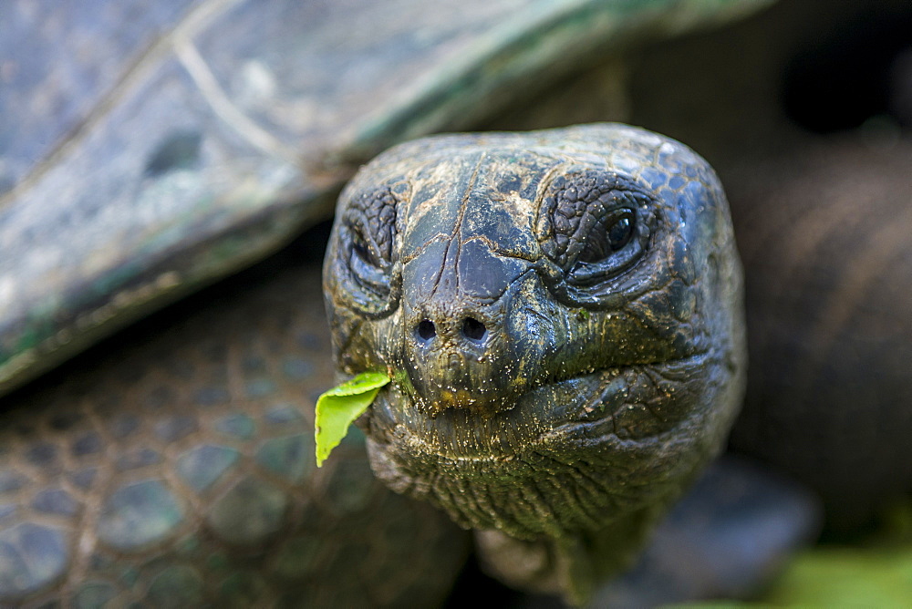 Aldabra giant Seychelles tortoise (Aldabrachelys gigantea), Anse Takamaka, Mahe, Republic of Seychelles, Indian Ocean, Africa