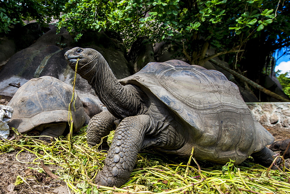 Giant Aldabra Seychelles tortoise (Aldabrachelys gigantea), Union Estate Park, La Digue, Republic of Seychelles, Indian Ocean, Africa