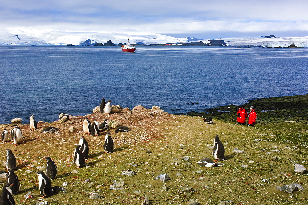 Exploring gentoo penguin colony, Aitcho Islands, Antarctica, Polar Regions