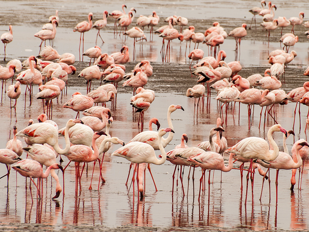 Lesser and Greater Flamingos Pelican Point peninsula, Walvis Bay, Namibia.