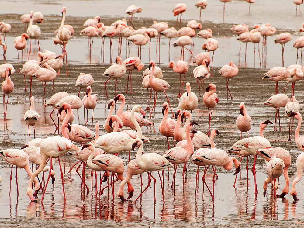 Lesser and Greater Flamingos Pelican Point peninsula, Walvis Bay, Namibia.