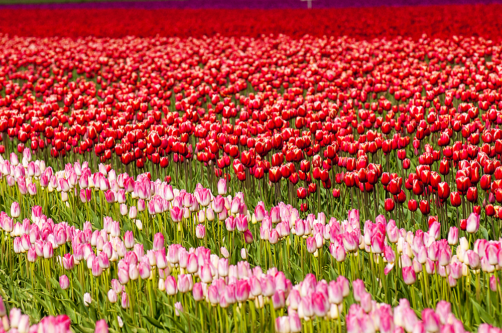 Tulips (Tulipa suaveolens) in the Skagit Valley Tulip Festival, Mount Vernon, Washington, USA.