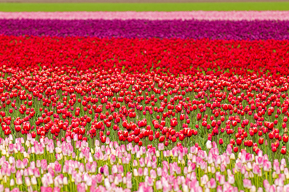Tulips (Tulipa suaveolens) in the Skagit Valley Tulip Festival, Mount Vernon, Washington, USA.