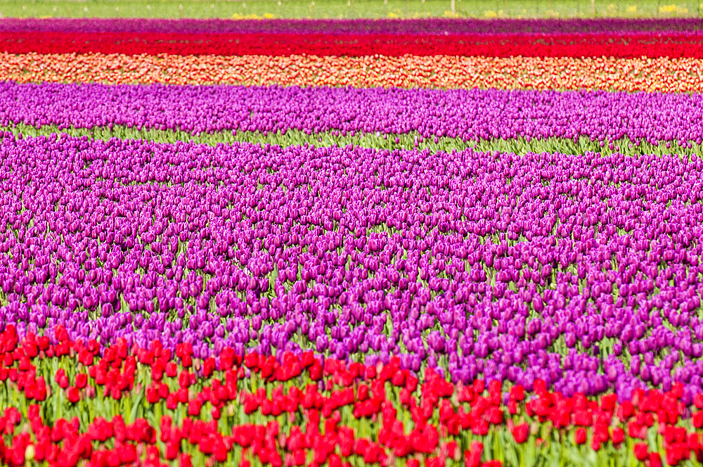 Tulips (Tulipa suaveolens) in the Skagit Valley Tulip Festival, Mount Vernon, Washington, USA.