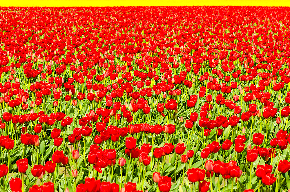 Tulips (Tulipa suaveolens) in the Skagit Valley Tulip Festival, Mount Vernon, Washington, USA.