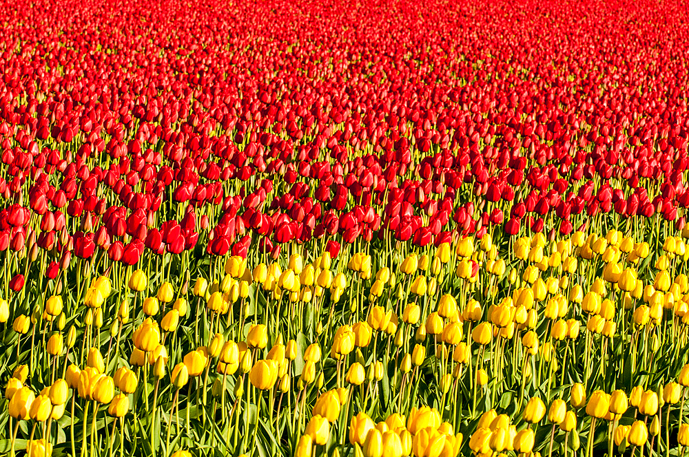 Tulips (Tulipa suaveolens) in the Skagit Valley Tulip Festival, Mount Vernon, Washington, USA.