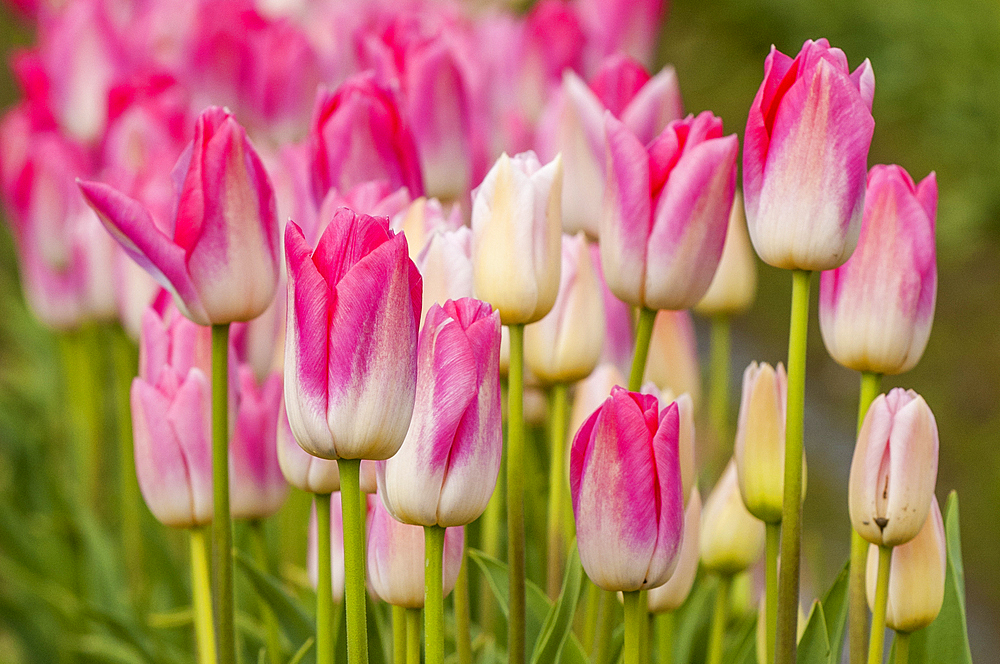 Tulips (Tulipa suaveolens) in the Skagit Valley Tulip Festival, Mount Vernon, Washington, USA.