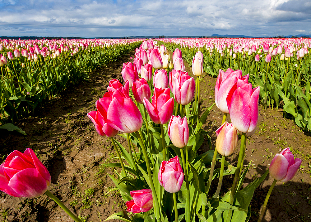 Tulips (Tulipa suaveolens) in the Skagit Valley Tulip Festival, Mount Vernon, Washington, USA.
