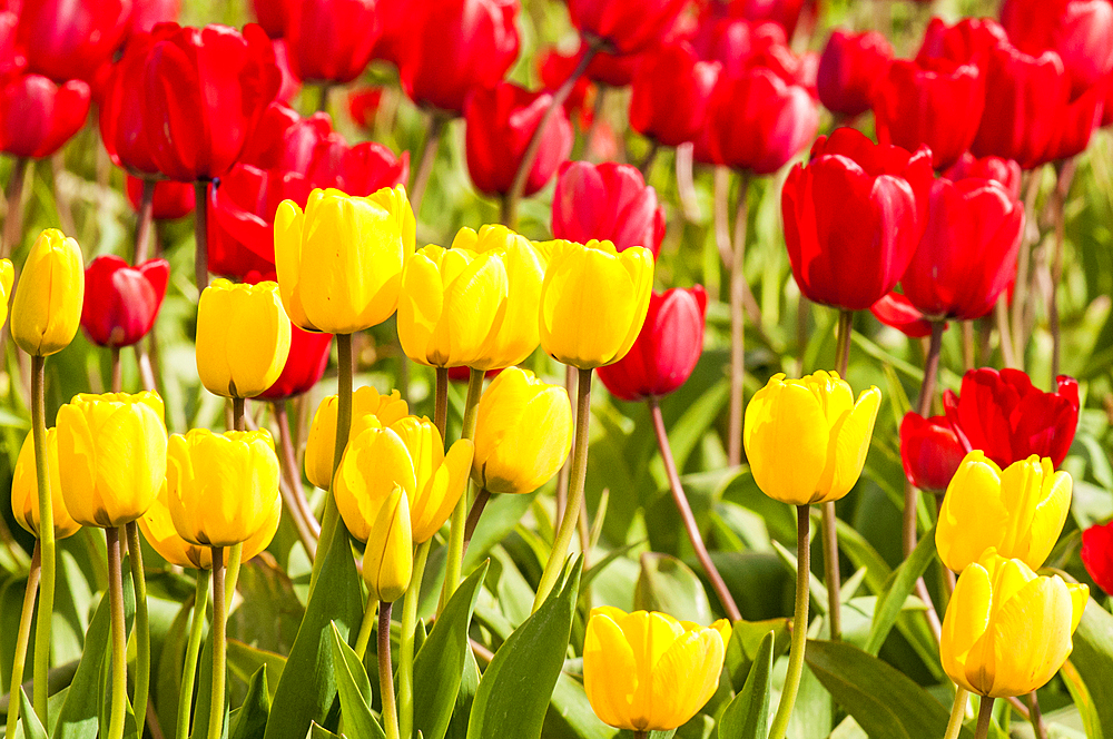 Tulips (Tulipa suaveolens) in the Skagit Valley Tulip Festival, Mount Vernon, Washington, USA.