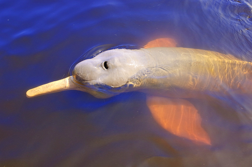 Wild pink Amazon River dolphin, Amazon River, Brazil, South America