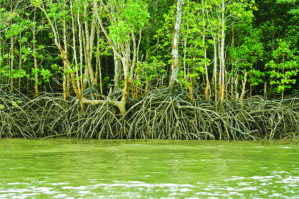 Mangrove tour, Langkawi Island, Malaysia, Southeast Asia, Asia