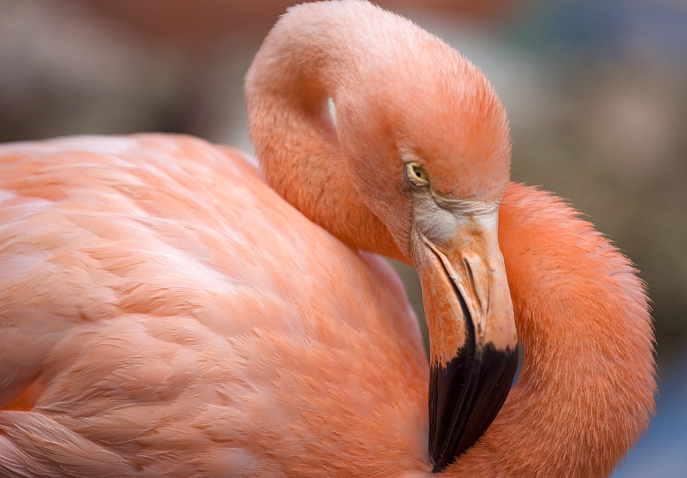 Pink flamingo in Curacao, Netherlands Antilles, Caribbean, Central America