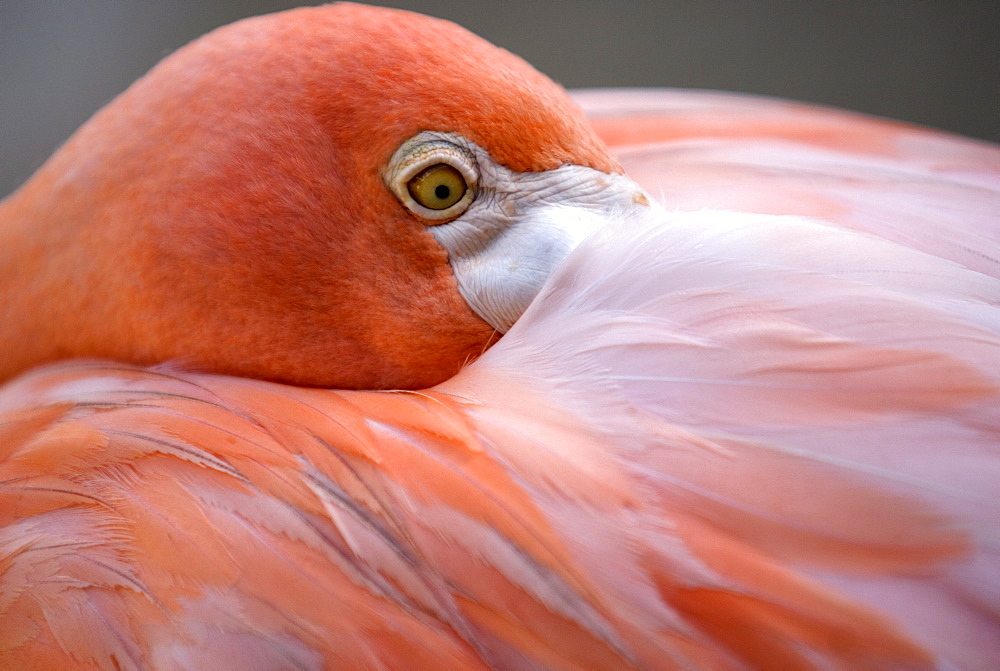 Pink flamingo in Curacao, Netherlands Antilles, Caribbean, Central America