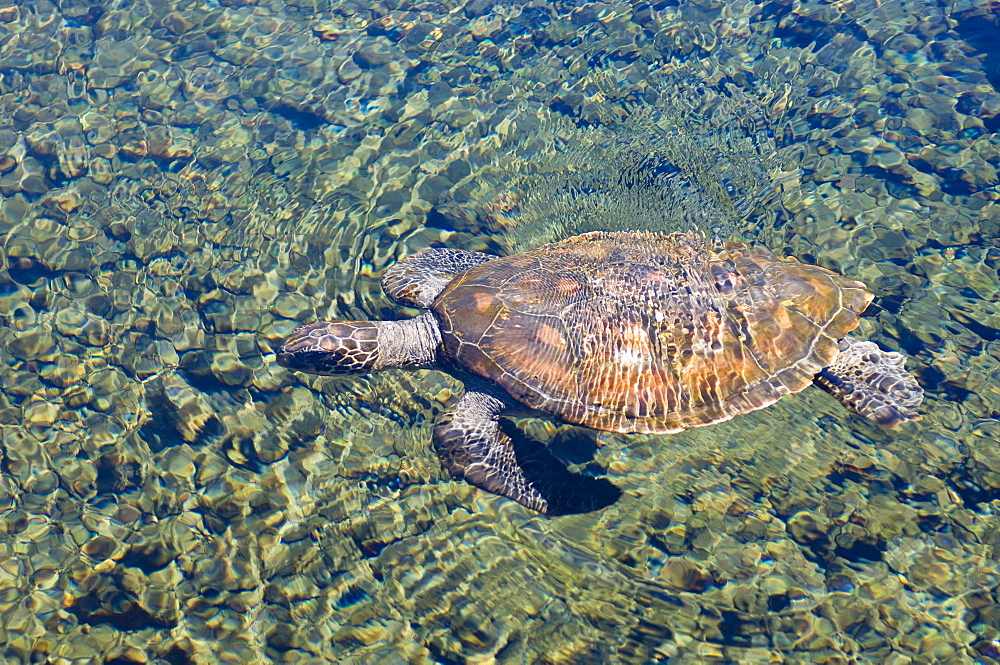 Satoalepai turtle pool, Savaii Island, Western Samoa, South Pacific, Pacific