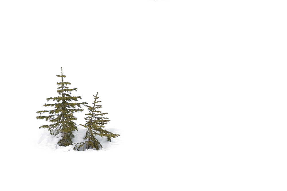 Christmas outdoor scene of snow and pine trees