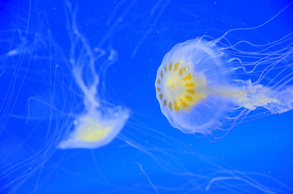 Mexico, Veracruz, Jellyfish native to Veracruz at the Veracruz Aquarium.