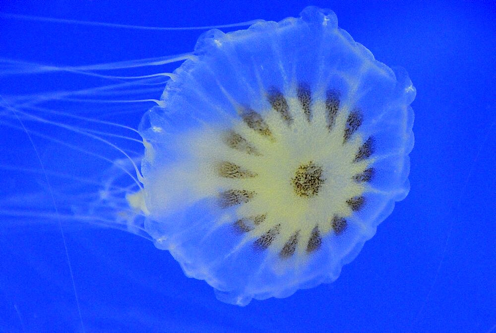 Mexico, Veracruz, Jellyfish native to Veracruz at the Veracruz Aquarium.