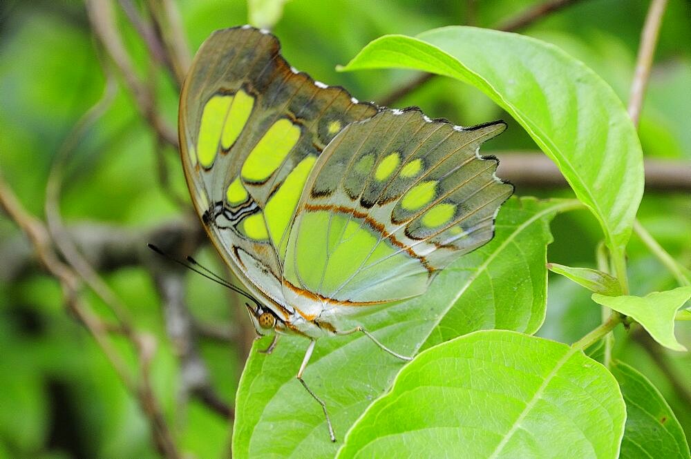 Mexico, Jalisco, Puerto Vallarta, Green butterfly on leaf with folded wings in Las Juntas Botanical Gardens.