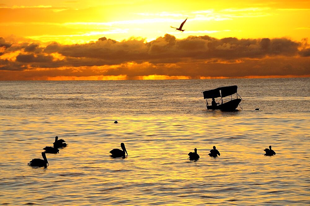 Mexico, Jalisco, Puerto Vallarta, Playa Olas Altas Pelicans and fishing boat silhouetted on water at sunset.