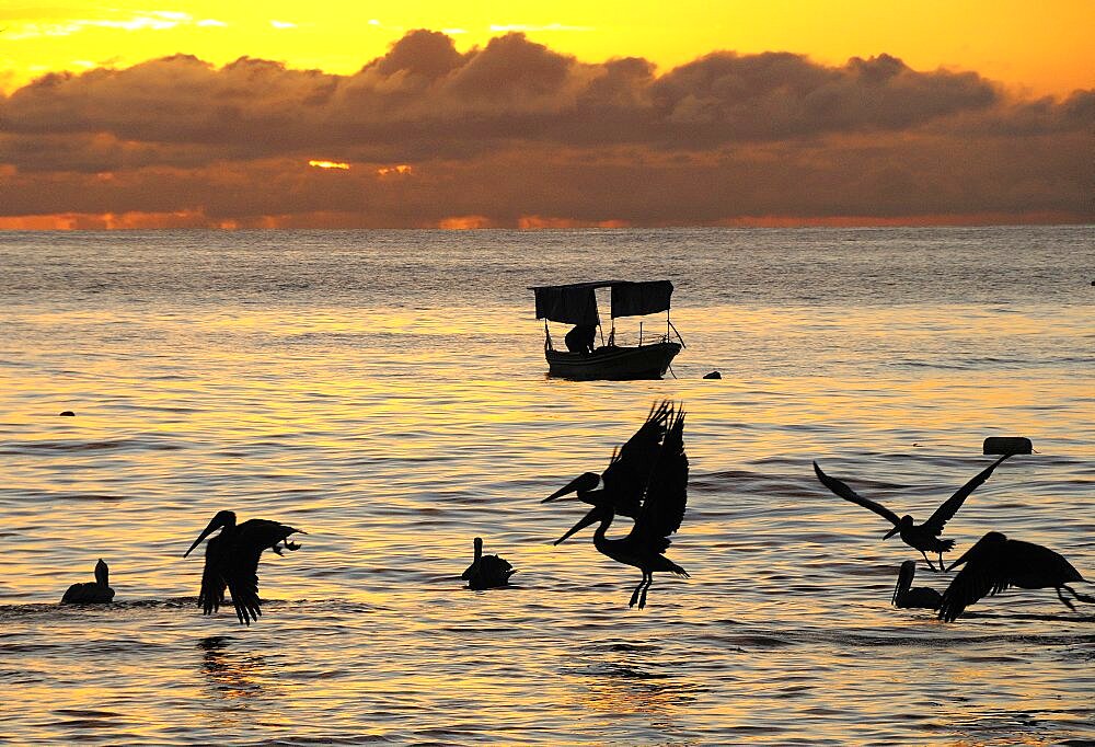 Mexico, Jalisco, Puerto Vallarta, Playa Olas Altas Pelicans and fishing boat silhouetted on the water at sunset.