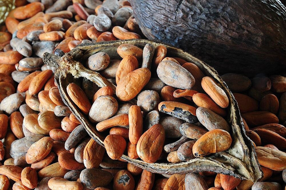 Mexico, Oaxaca, Cocoa beans and pod.