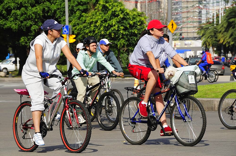 Mexico, Federal District, Mexico City, Cyclists on Reforma one carrying small dog in basket on bicycle handlebars.