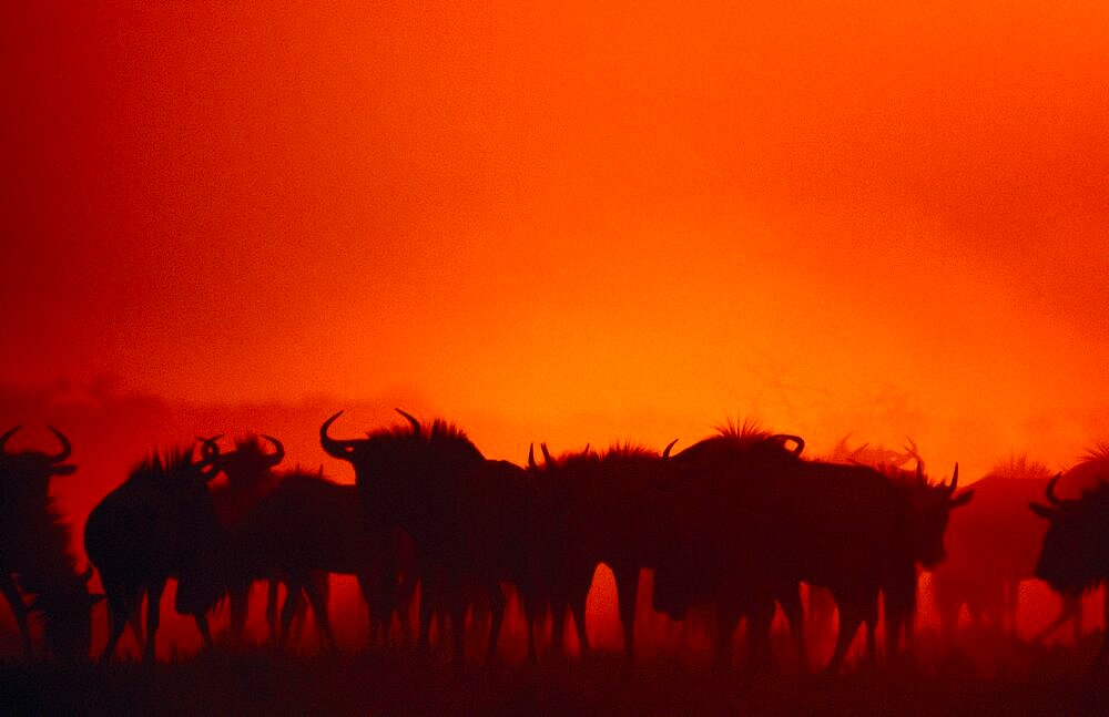 ANIMALS Big Game Wildebeest Herd of Wildebeest   Connochaetes gnu   silhouetted against bright red sky.