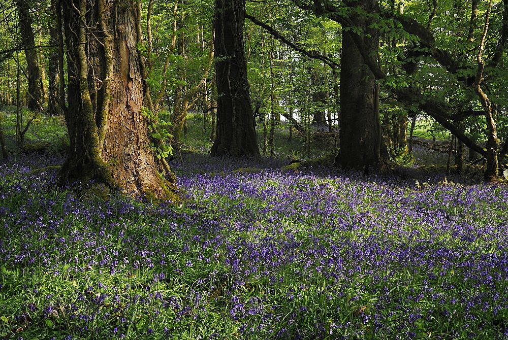 Ireland, County Roscommon, Boyle, Lough Key forest park field of bluebells.