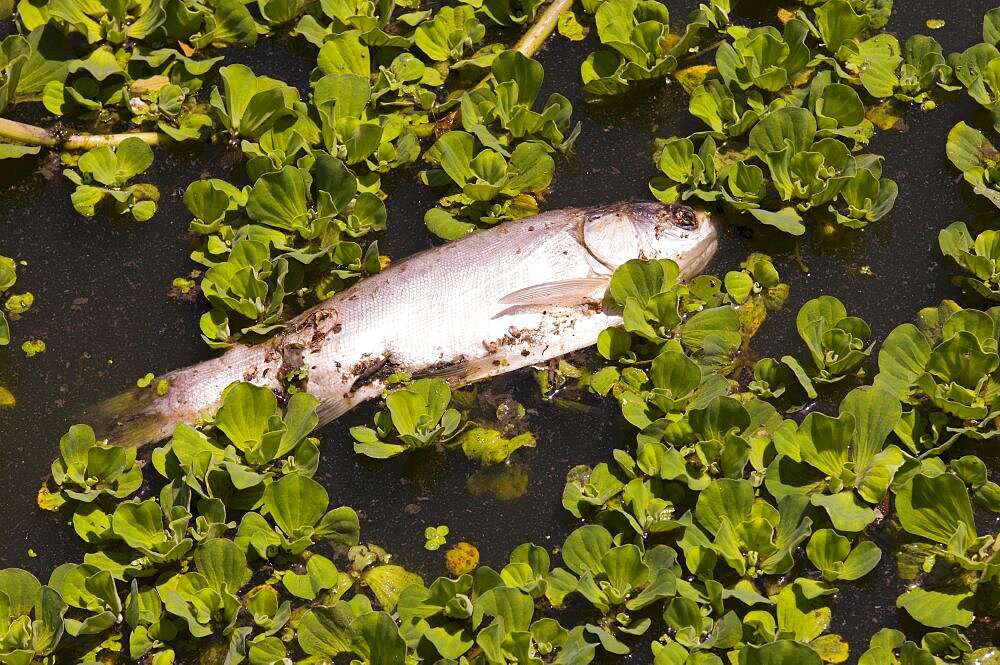 Bangladesh, Dhaka, Gulshan Lake Fish dead on surface of polluted inner city lake.