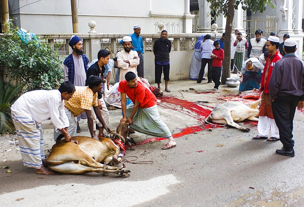 Bangladesh, Dhaka, Gulshan Animals slaughtered in the street for the Muslim Eid-ul-Azha festival.