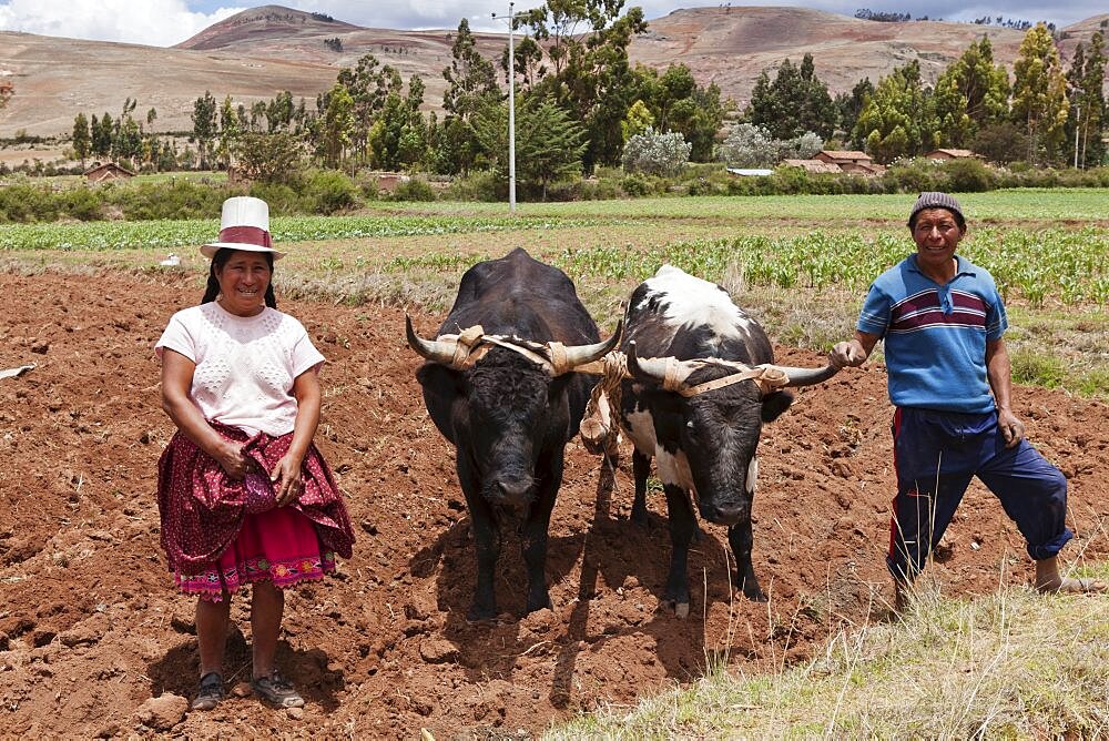 Peru, Chinchero, Husband and Wife farmers with their Oxen.