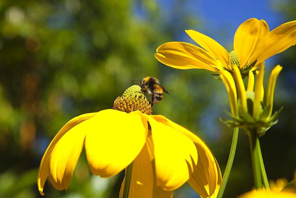 Plants, Flowers, Rudbeckia, Bee on Rudbeckia laciniata Herbstsonne green headed coneflower.