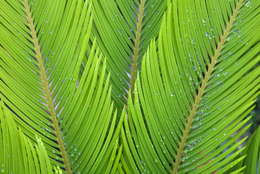 Plants, Sago Palm, Rain droplets on the leaves of Cycas Revoluta.