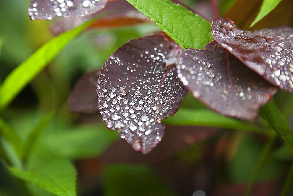 Plants, Smoke Bush, Water droplets on leaves of Cotinus Grace plant.