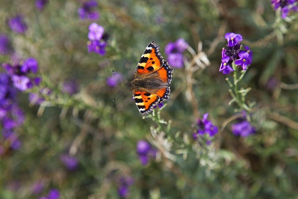 Plants, Flowers, Red Admiral butterfly on purple wild flower.