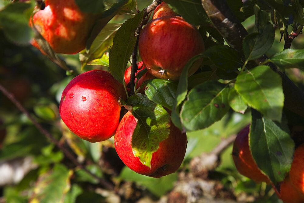 Plants, Fruit, Apples, Red Apples growing on tree.