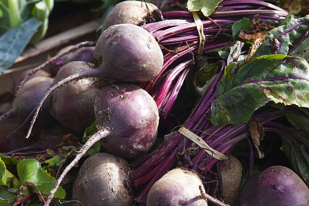 Plants, Vegetables, Beetroot, England West Sussex Funtingdon Beetroot on sale in farm shop.