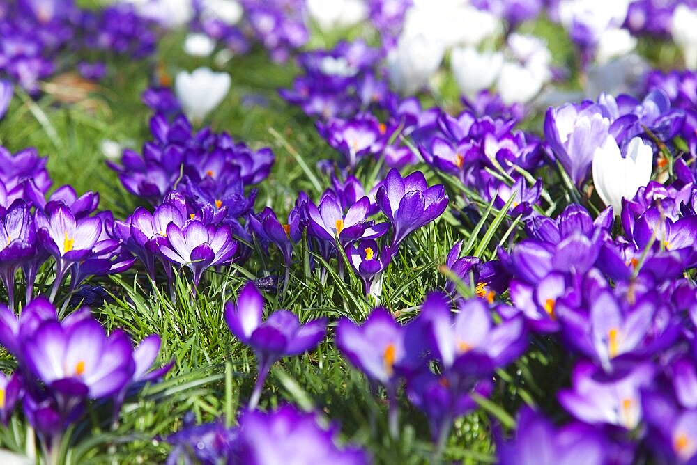 Plants, Flowers, Crocus, Low angled view of Crocuses growing wild amongst grass in public park.