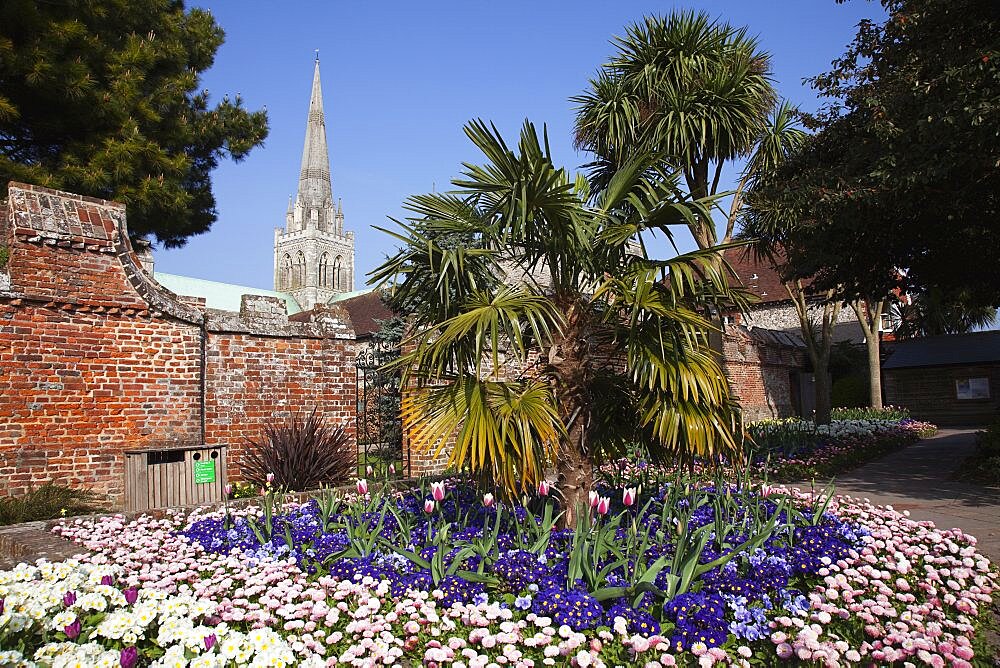 Plants, Flowers, Mixed, England West Sussex Chichester Garden with abundance of colourful Tulip and Primrose flowers and Cathedral Spire behind.