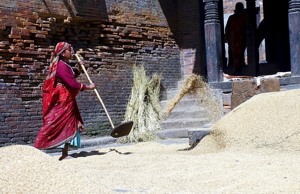 Nepal, Bhaktapur, Suryamadhi area Woman tossing grain in sun.