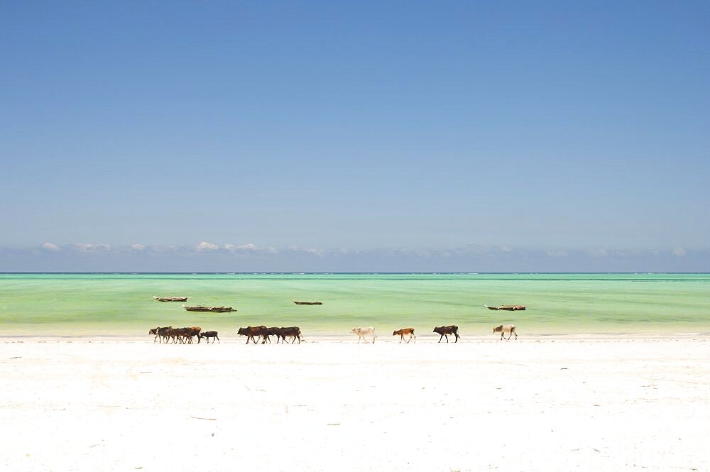 Tanzania, Zanzibar, Paje, Cows walking along the golden sands of the shoreline.