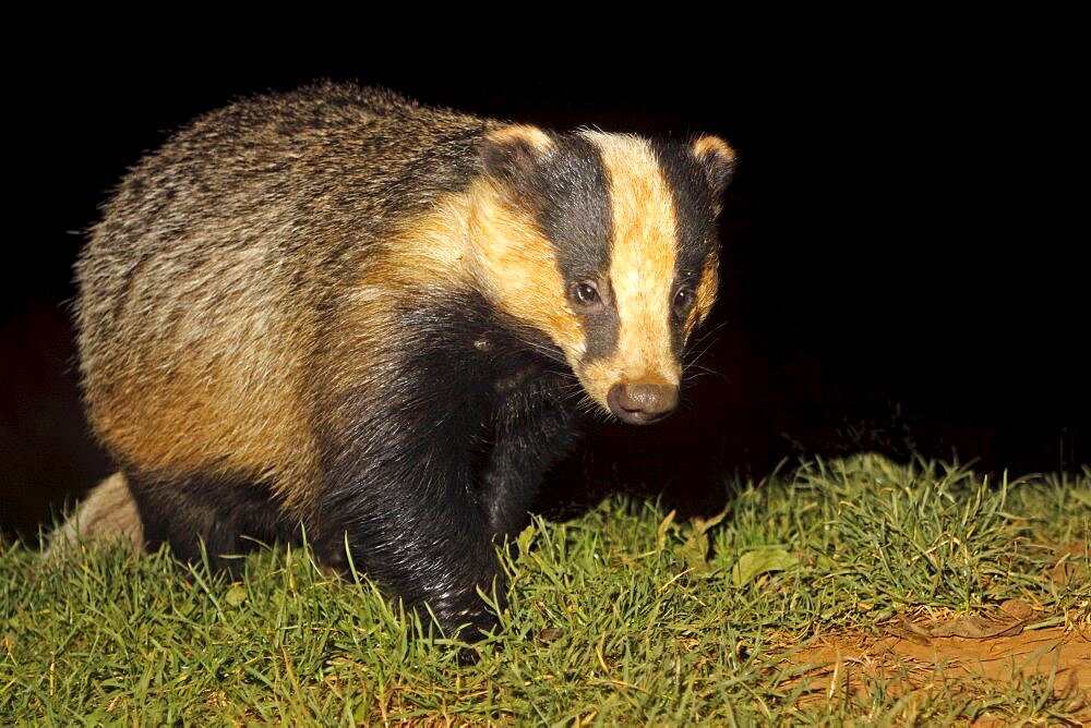 Animals, Mammals, Badgers , Badger Meles meles Foraging For Food At Night In Field September North Cotswolds England UK.