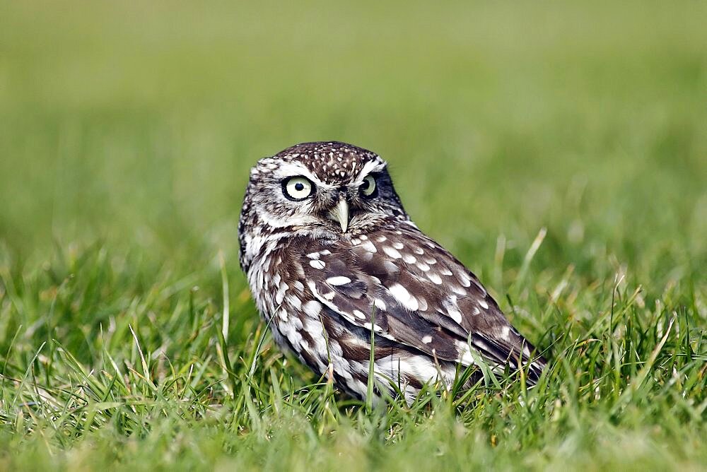 Animals, Birds, Owls, Little owl Athene noctua Standing on ground in grass North Yorkshire England UK.