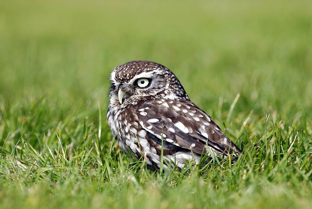 Animals, Birds, Owls, Little owl Athene noctua Standing on ground in grass North Yorkshire England UK.