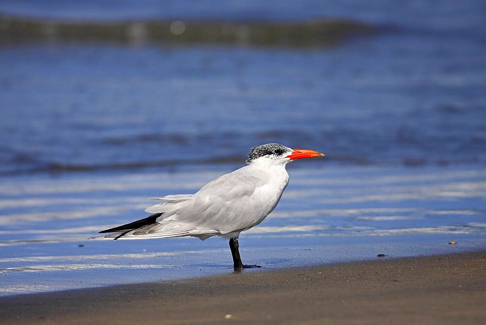 Animals, Birds, Terns, Caspian tern Sterna caspia In Eclipse Plumage Standing At Waters Edge In Wintering Grounds December The Gambia West Africa.